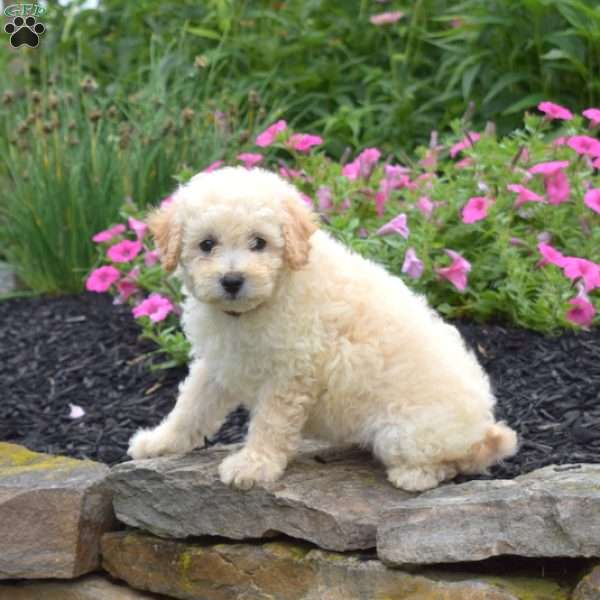 Dusty, Bich-Poo Puppy