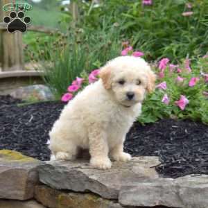 Dusty, Bich-Poo Puppy