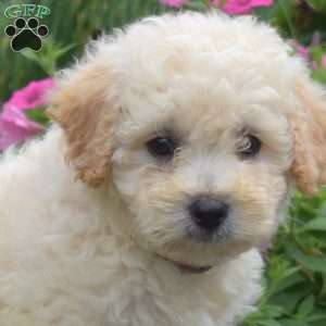 Dusty, Bich-Poo Puppy