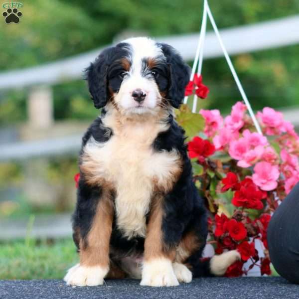 Dwane, Bernedoodle Puppy