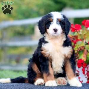Dwane, Bernedoodle Puppy