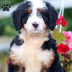 Dwane, Bernedoodle Puppy