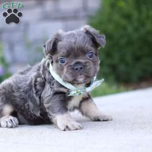 Dylan, French Bulldog Puppy