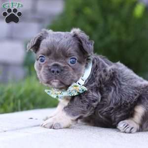 Dylan, French Bulldog Puppy