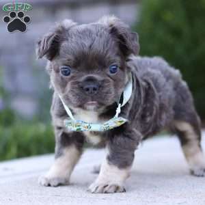 Dylan, French Bulldog Puppy