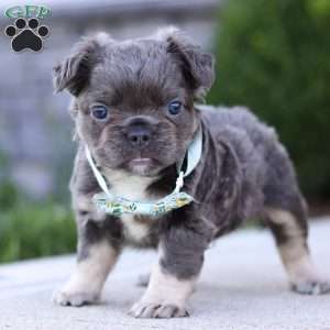 Dylan, French Bulldog Puppy