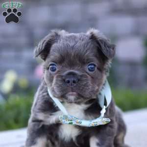 Dylan, French Bulldog Puppy