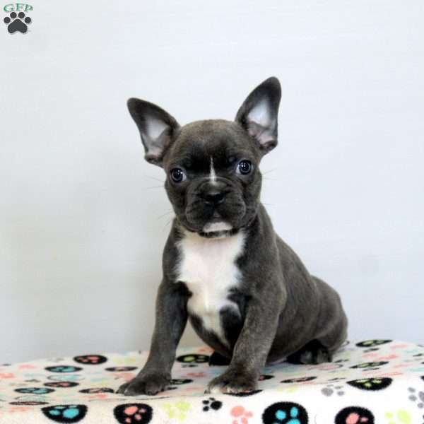 Dylan, Frenchton Puppy