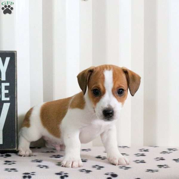 Dylan, Jack Russell Terrier Puppy