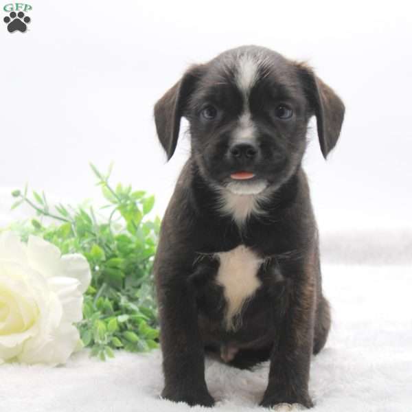 Dylan, Boston Terrier Mix Puppy