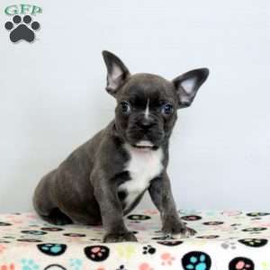 Dylan, Frenchton Puppy