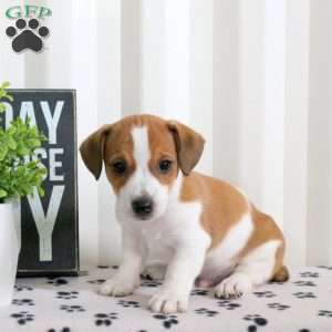 Dylan, Jack Russell Terrier Puppy
