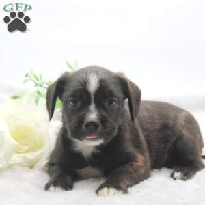 Dylan, Boston Terrier Mix Puppy