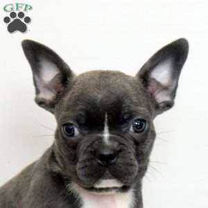 Dylan, Frenchton Puppy