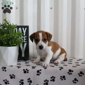Dylan, Jack Russell Terrier Puppy