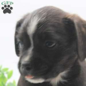 Dylan, Boston Terrier Mix Puppy
