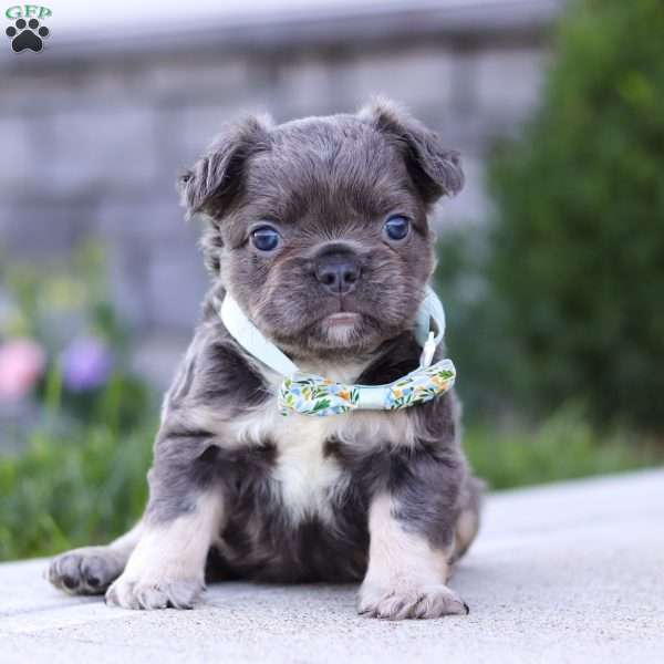 Dylan, French Bulldog Puppy