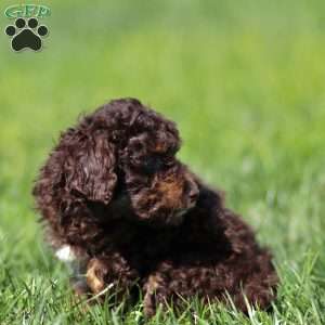 Lando, Cavapoo Puppy