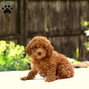 Danielle, Toy Poodle Puppy
