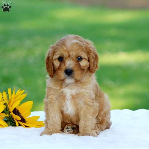 Mac, Cavapoo Puppy