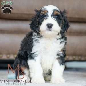 Beauty, Mini Bernedoodle Puppy