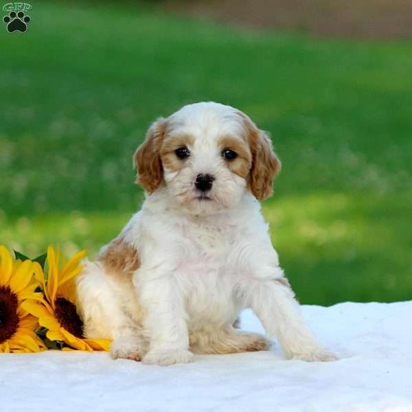 Mason, Cavapoo Puppy