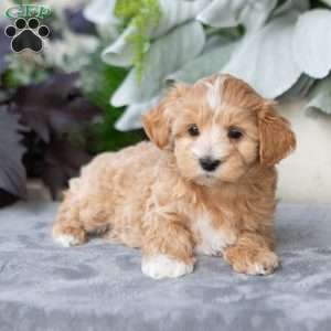 Gloria, Maltipoo Puppy