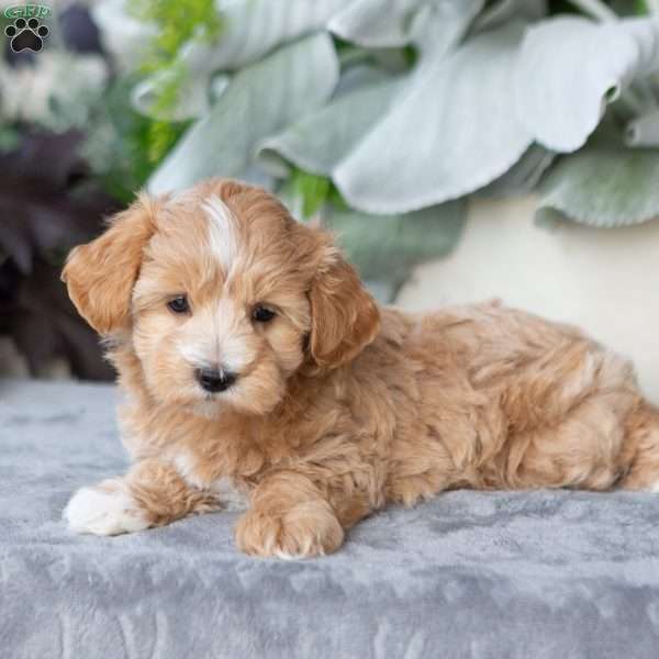 Gloria, Maltipoo Puppy