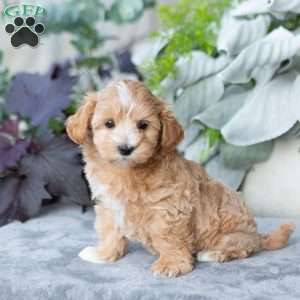 Gloria, Maltipoo Puppy