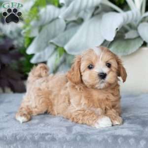 Gloria, Maltipoo Puppy