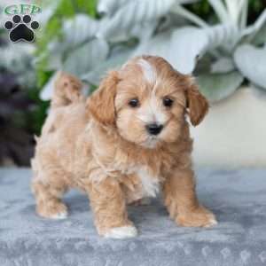 Gloria, Maltipoo Puppy