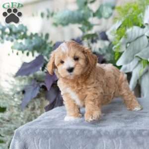 Gloria, Maltipoo Puppy