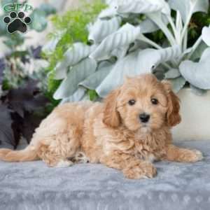 Grayson, Maltipoo Puppy