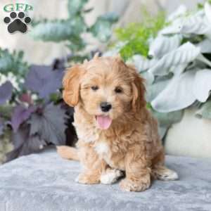 Grayson, Maltipoo Puppy