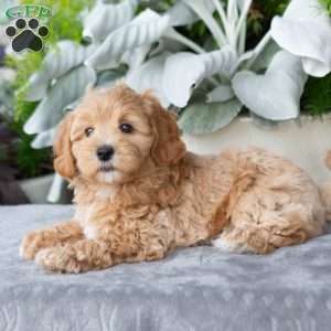 Grayson, Maltipoo Puppy
