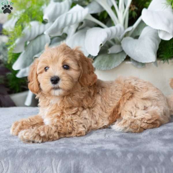 Grayson, Maltipoo Puppy