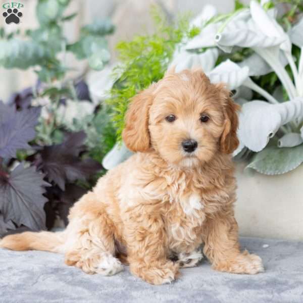 Grayson, Maltipoo Puppy