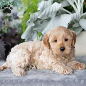 Gavin, Maltipoo Puppy