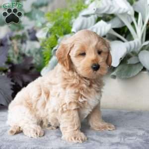 Gavin, Maltipoo Puppy