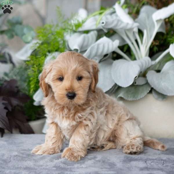 Gavin, Maltipoo Puppy