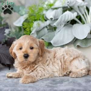 Gavin, Maltipoo Puppy