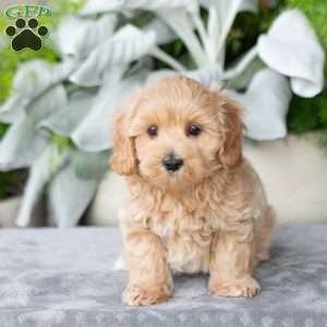 Garrett, Maltipoo Puppy