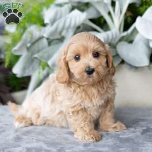 Garrett, Maltipoo Puppy