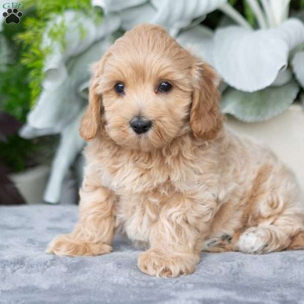 Garrett, Maltipoo Puppy