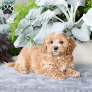 Gibson, Maltipoo Puppy