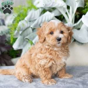 Gibson, Maltipoo Puppy