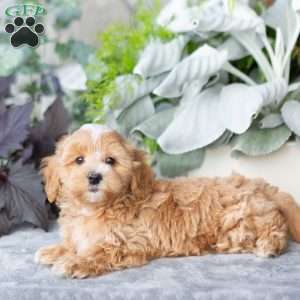 Gibson, Maltipoo Puppy