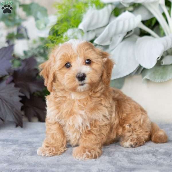 Gibson, Maltipoo Puppy