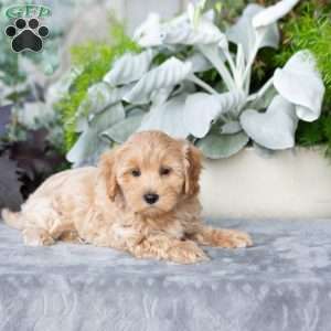 Grover, Maltipoo Puppy