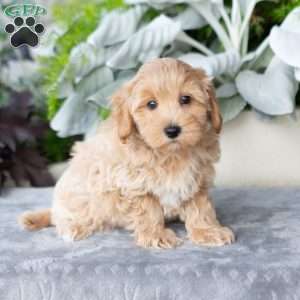 Grover, Maltipoo Puppy